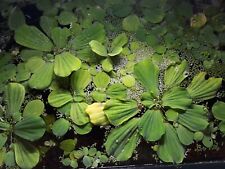 Water lettuce pistia for sale  BRIGHTON