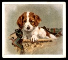 Godfrey phillips puppies for sale  HUNTINGDON