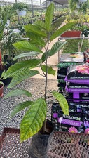 Grafted cacao red for sale  USA