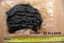 Small preserved lugworm for sale  ASHFORD