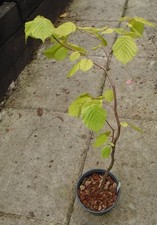hazel tree for sale hazel tree for sale MORPETH