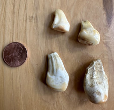 Set elk teeth for sale  Rexford