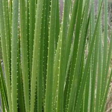 Dasylirion serratifolium deser usato  Napoli