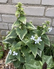 Silbertaler variegata gebraucht kaufen  Ludwigsfelde
