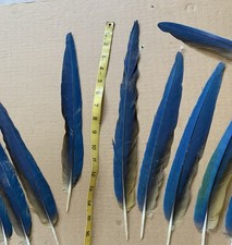 macaw tail feathers for sale  Bremen