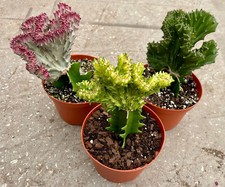 Large grafted coral for sale  Orlando