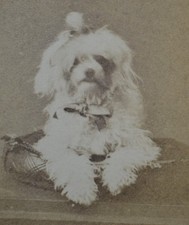 caniche dog for sale  ST. ALBANS
