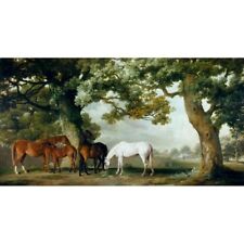 Mares foals wooded for sale  LONDON
