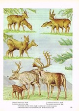 Reindeer muntjac chinese for sale  DEREHAM
