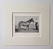 Reid highland pony for sale  LEICESTER