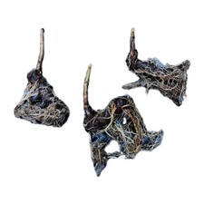 Paulownia z07 plants d'occasion Paulownia z07 plants d'occasion  Cahors