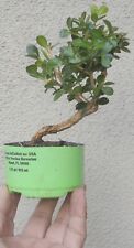 Japanese boxwood pre for sale  Rosemead