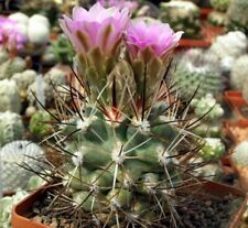 Sclerocactus glaucus sb1740 usato  Spedire a Italy