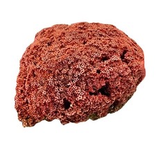 vintage large coral specimen for sale  Saint Simons Island