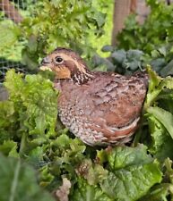 Northern bobwhite quail for sale  UK