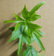 Maclura tricuspidata cudranier d'occasion Maclura tricuspidata cudranier d'occasion  Mont-près-Chambord