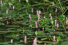 Persicaria amphibia marginal for sale  MARKET RASEN