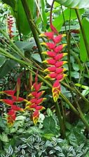800010004 heliconia pogonantha gebraucht kaufen  Reutlingen