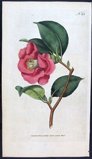 1787 curtis botanica usato 1787 curtis botanica usato  Urbino