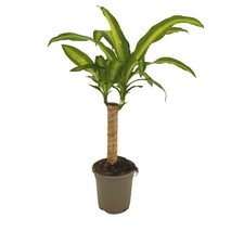 Dracaena fragrans massangeana gebraucht kaufen  Düsseldorf