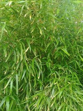 Bamboo rhizome fishing for sale  Paducah