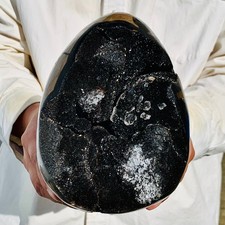 6.49lb natural turtle for sale  Burlington