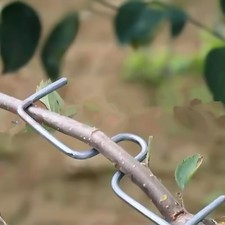 30pcs fruit tree for sale  USA