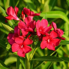 Oleander red jannoch for sale  PETERBOROUGH