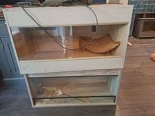 Large bearded dragon for sale  LEISTON