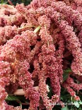 Amaranth coral fountain gebraucht kaufen  Augsburg