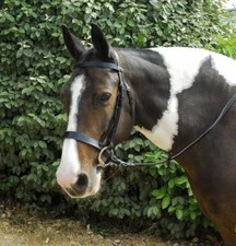 Windsor plain hunter for sale  OMAGH