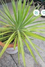 Color guard yucca for sale  Rocky Point