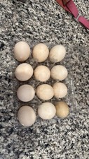 Hatching duck eggs for sale  Talmo