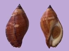 Muricidae nassa serta usato  Roma