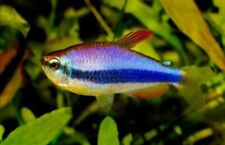 Royal blue kerri for sale  Miami