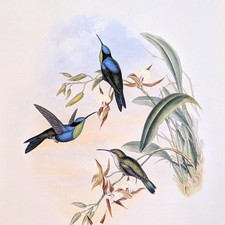 Wood nymph hummingbird for sale  Sahuarita