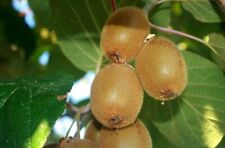 Kiwi actinidia chinensis usato  Valmacca