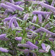 Hebe shrub midsummer for sale  MARCH