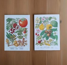 Botanical prints vintage for sale  BIRKENHEAD