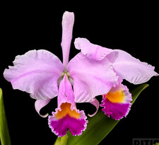 Rare cattleya trianae for sale  LONDON
