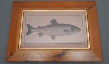 Vintage fish picture for sale  NELSON