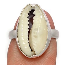 Natural cowrie shell for sale  Elk Grove