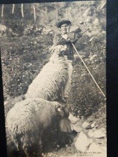 Pyrénées jeune berger d'occasion  Saint-Étienne-au-Mont