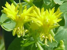 Canary creeper nasturtium for sale  FERRYHILL