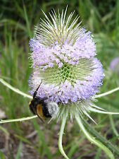 Dipsacus fullonum wilde gebraucht kaufen  Bad Kissingen
