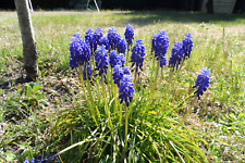 Oignons muscaris bleu d'occasion  Andrézieux-Bouthéon