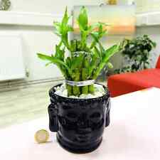 Lucky bamboo plant for sale  SOUTHAMPTON