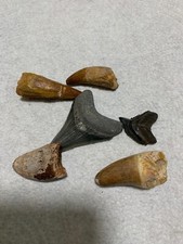 Shark teeth for sale  WOLVERHAMPTON