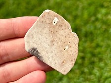 Texas fossil petrified for sale  Coppell