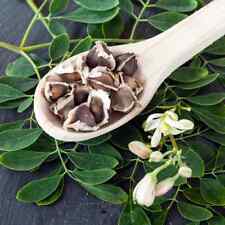 Fresh moringa oleifera for sale  Lincolnton